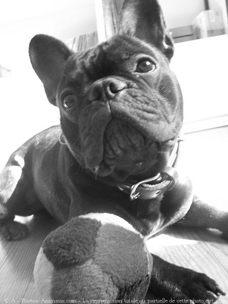 Photo de Bouledogue franais