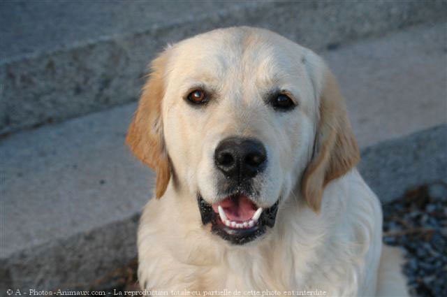 Photo de Golden retriever