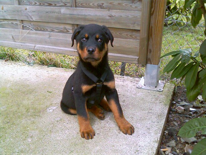 Photo de Rottweiler