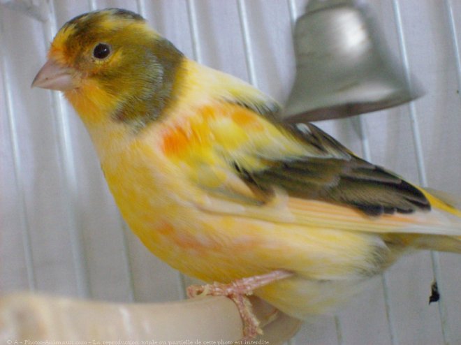 Photo de Canari