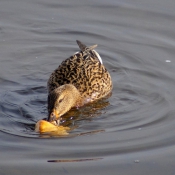 Photo de Canard colvert