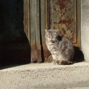 Photo de Chat domestique