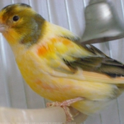 Photo de Canari