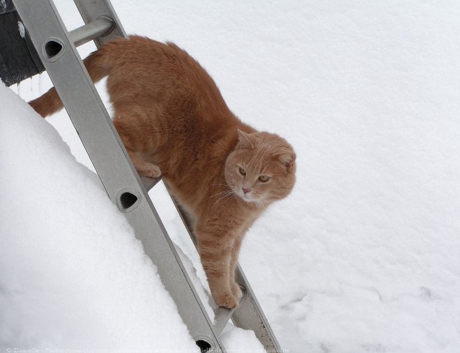 Photo de Chat domestique