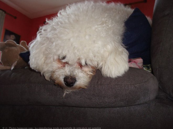 Photo de Bichon  poil fris