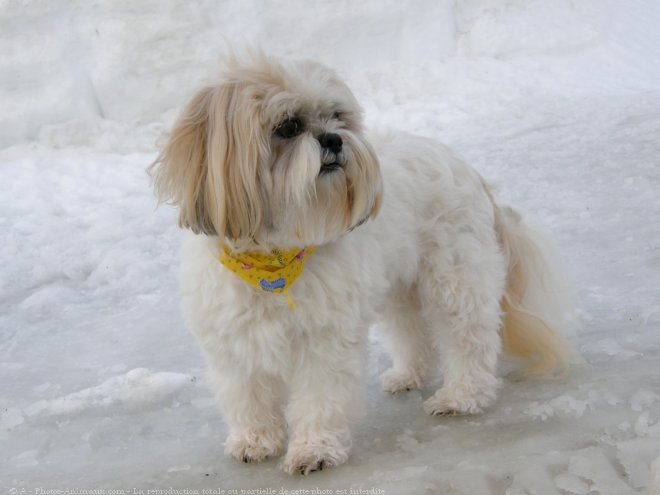 Photo de Shih tzu