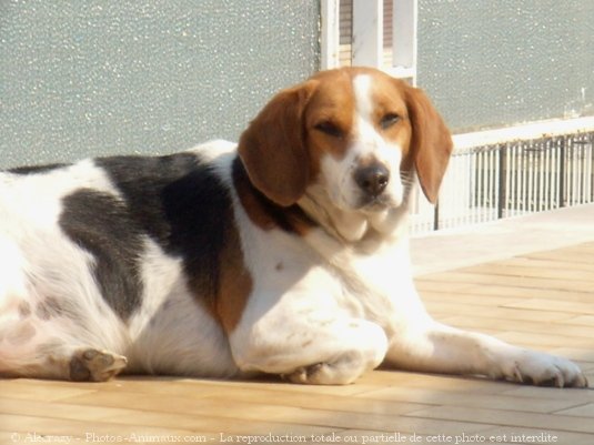 Photo de Beagle