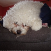 Photo de Bichon  poil fris