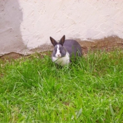 Photo de Lapin