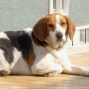 Photo de Beagle