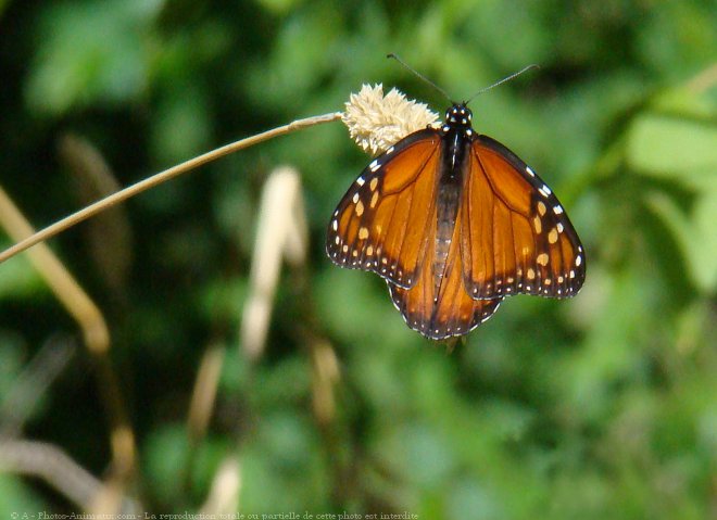 Photo de Papillon