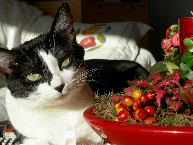 Photo de Chat domestique