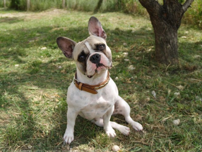 Photo de Bouledogue franais