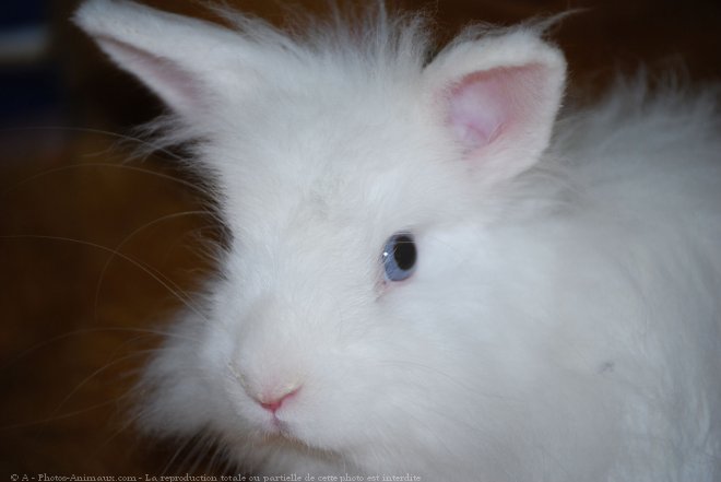 Photo de Lapin