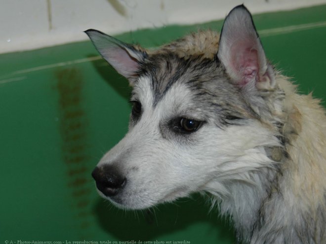 Photo de Husky siberien