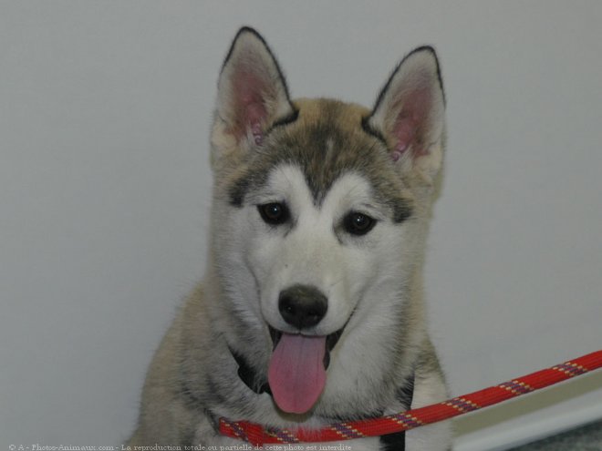 Photo de Husky siberien