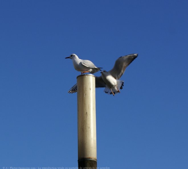 Photo de Mouette