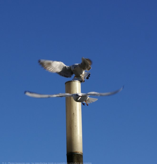 Photo de Mouette