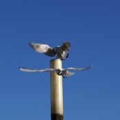 Photo de Mouette