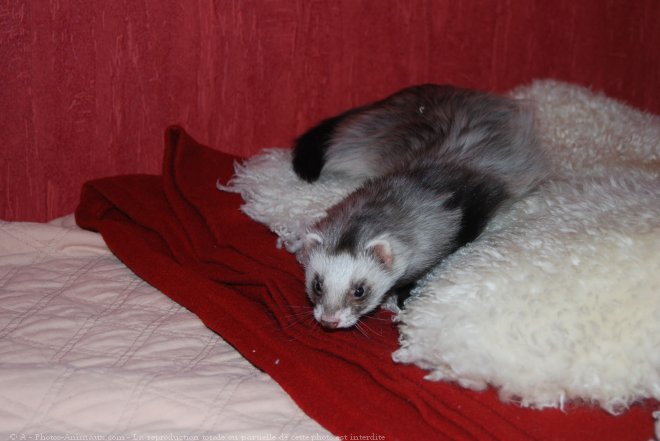 Photo de Furet