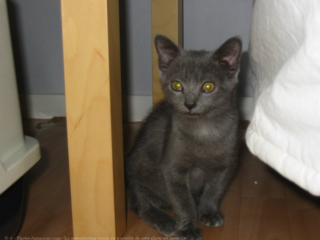 Photo de Chartreux