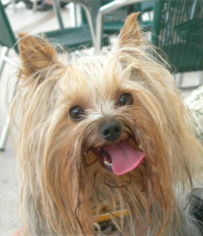 Photo de Yorkshire terrier