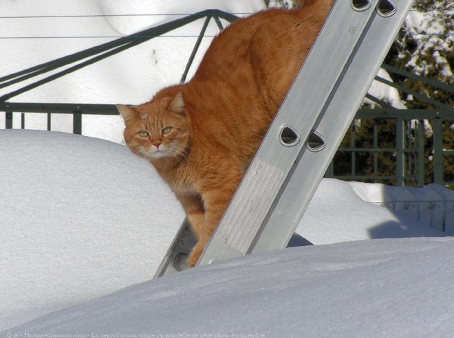 Photo de Chat domestique