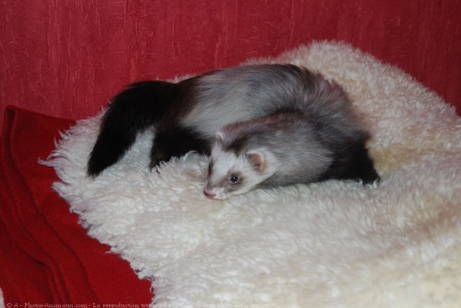 Photo de Furet