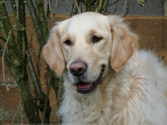 Photo de Golden retriever