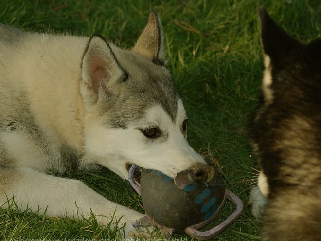 Photo de Husky siberien