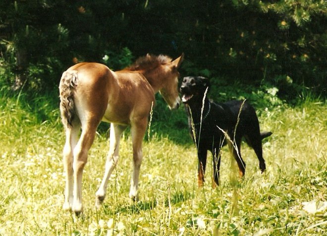 Photo de Races diffrentes