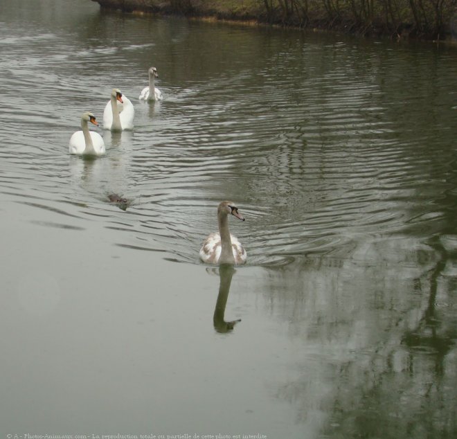 Photo de Cygne