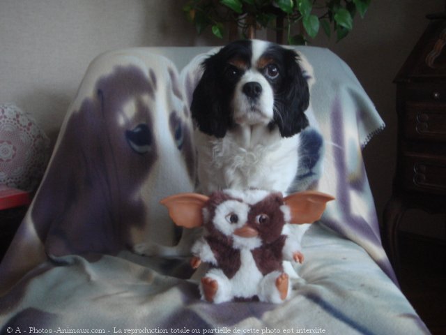 Photo de Cavalier king charles spaniel