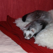 Photo de Furet