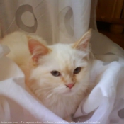 Photo de Sacr de birmanie