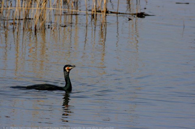 Photo de Grand cormoran