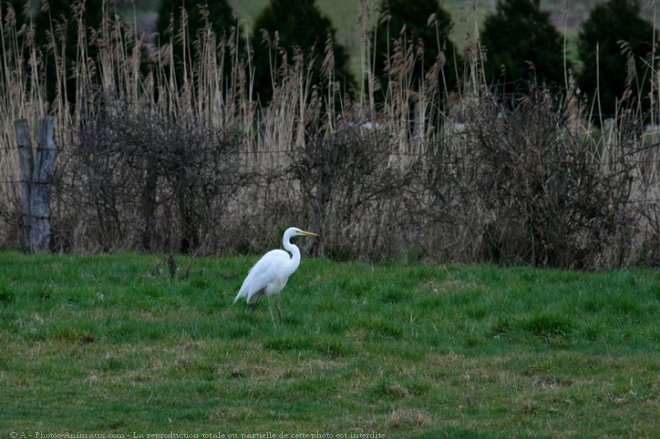 Photo d'Aigrette