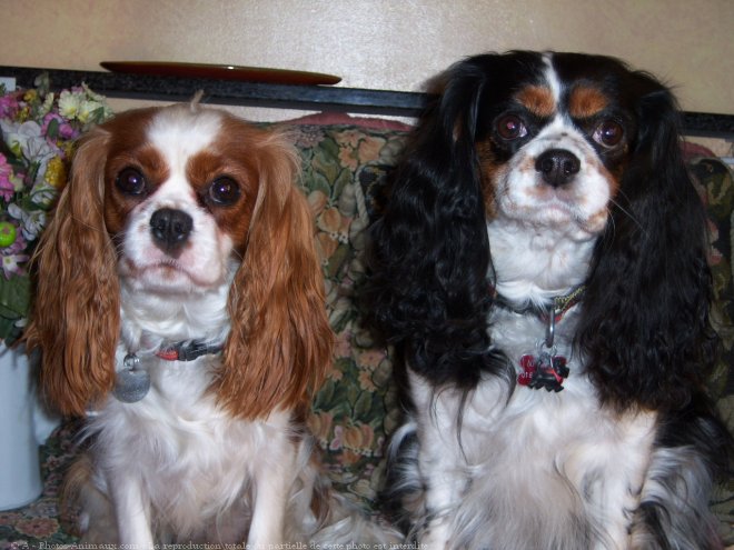 Photo de Cavalier king charles spaniel