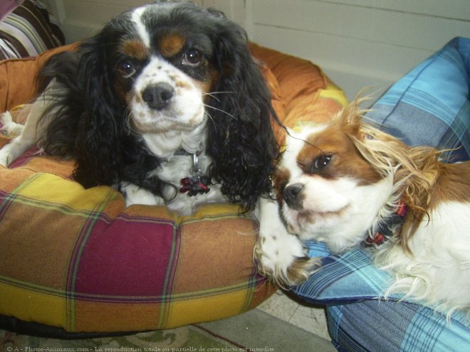 Photo de Cavalier king charles spaniel