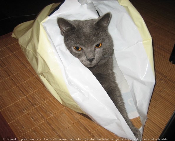 Photo de Chartreux