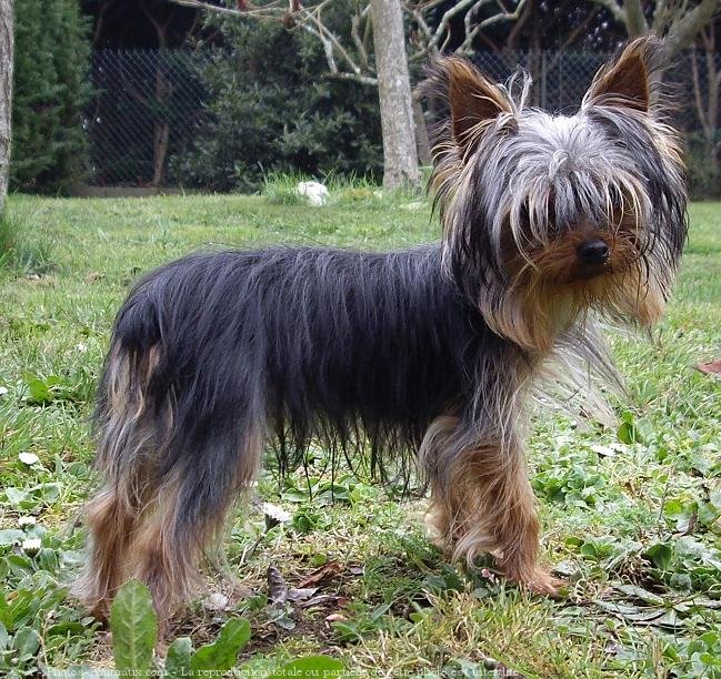 Photo de Yorkshire terrier