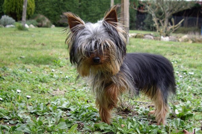 Photo de Yorkshire terrier