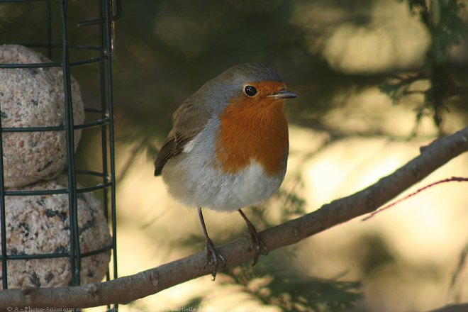 Photo de Rouge gorge