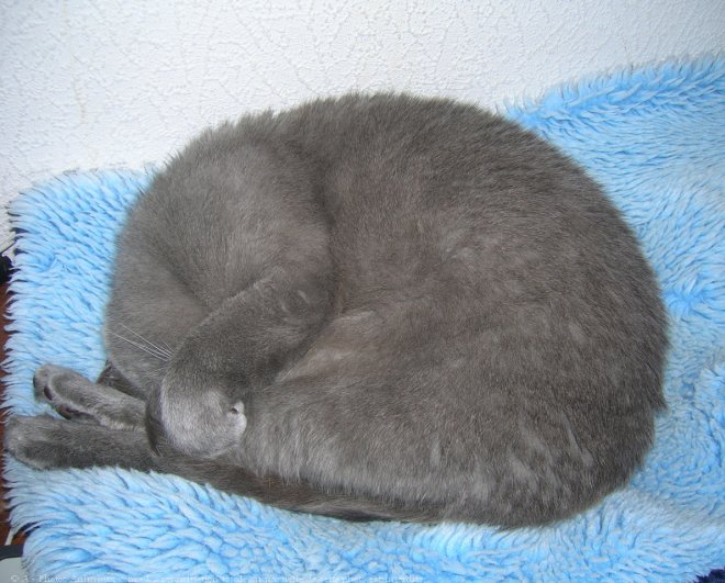 Photo de Chartreux