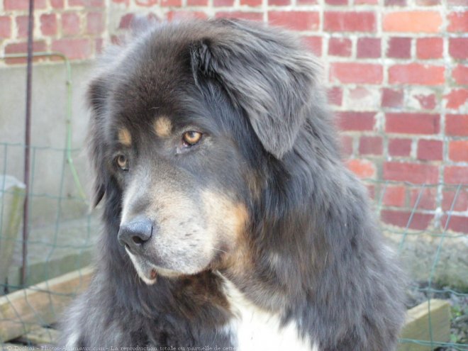 Photo de Dogue du tibet