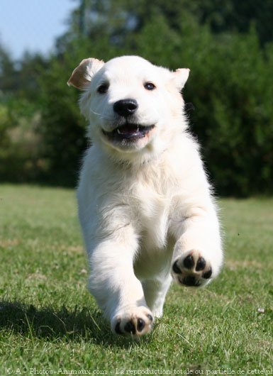 Photo de Golden retriever