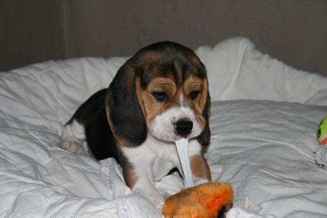 Photo de Beagle