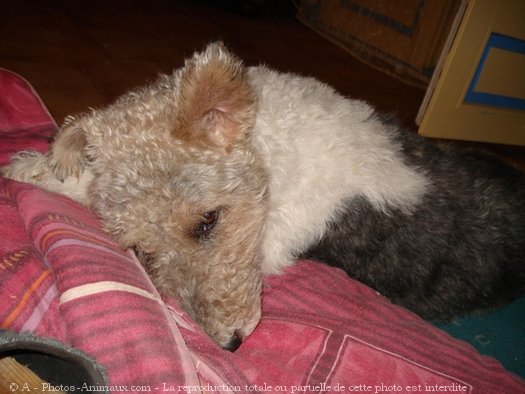 Photo de Fox terrier  poil dur