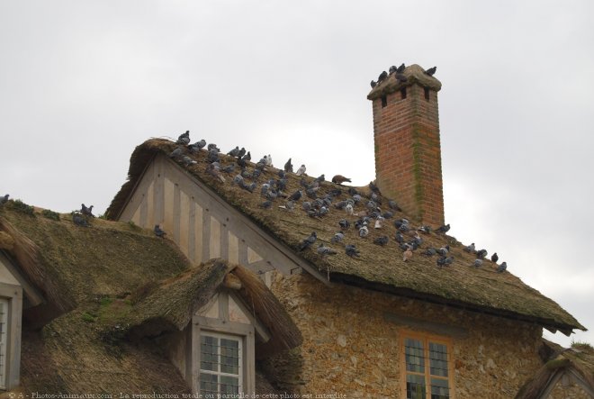 Photo de Pigeon