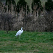 Photo d'Aigrette